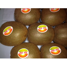 Nuevo Kiwi de la cosecha para la venta